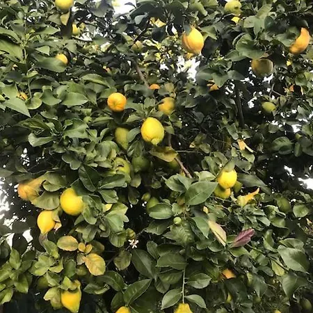 Quinta Pura Natura 펜션 Alqueidão de Santo Amaro