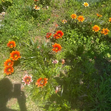 Quinta Pura Natura 펜션 Alqueidão de Santo Amaro