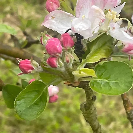 Quinta Pura Natura 펜션 *