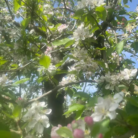 בית נופש Quinta Pura Natura *