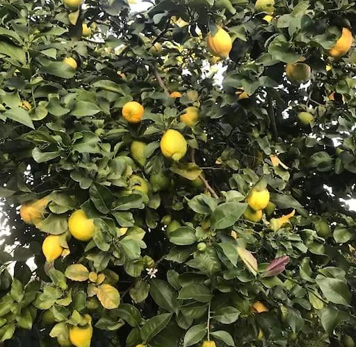 Quinta Pura Natura 別荘 Alqueidão de Santo Amaro