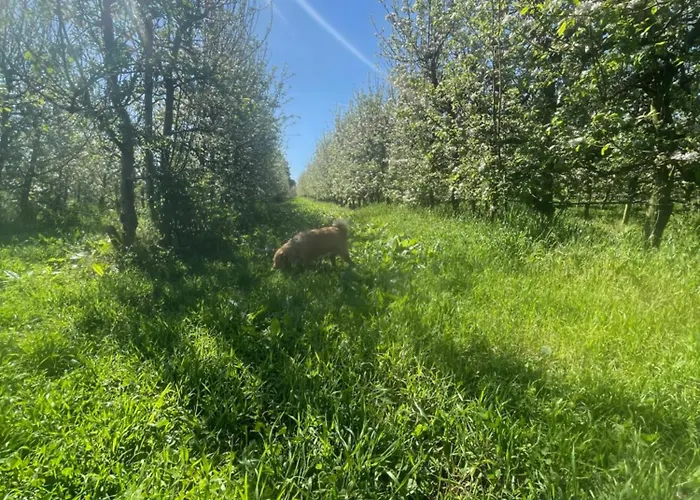 別荘 Quinta Pura Natura