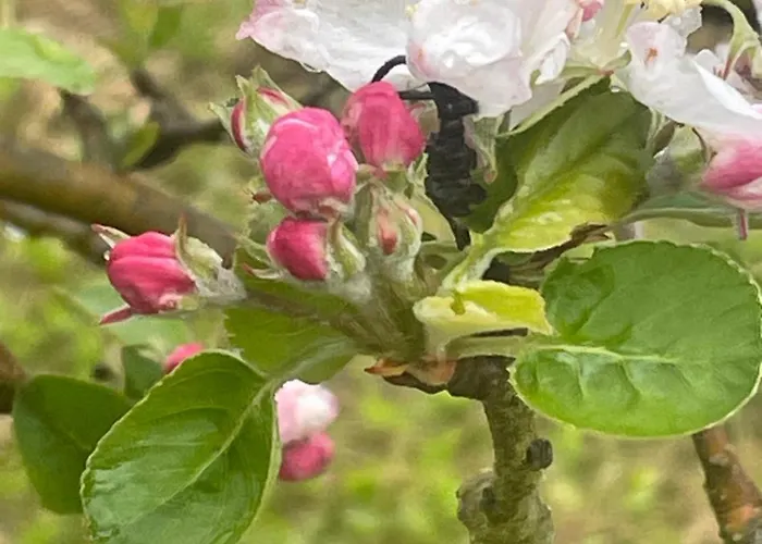 Quinta Pura Natura 別荘 *