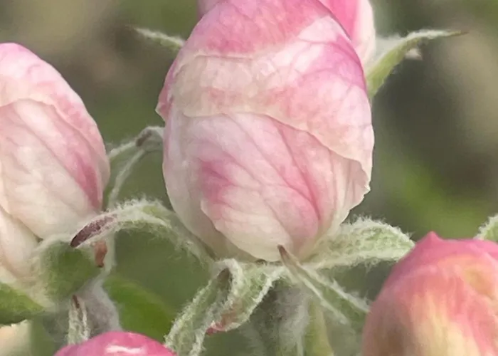 別荘 Quinta Pura Natura